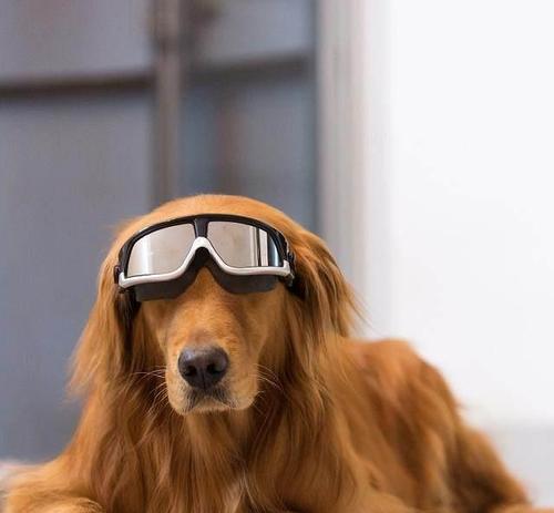 金毛三个月应该吃什么水果？（营养均衡的饮食对于幼犬的成长至关重要！）