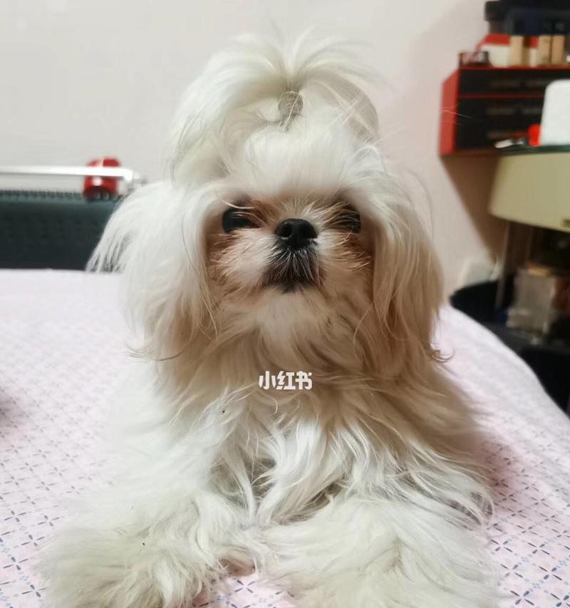 马尔济斯为什么没有人养？（探究马尔济斯犬的养殖现状及原因）