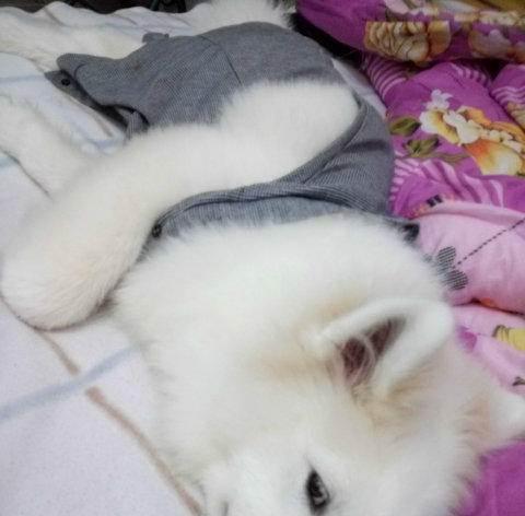 萨摩耶七个月喝什么水最适合？（了解萨摩耶七个月喝水的重要性及选择合适的饮水方式）