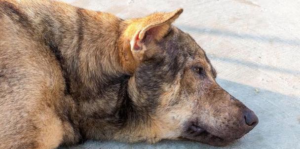 狗发狂犬病的后期症状及处理方法（了解狗发狂犬病后期症状的重要性，保护你和你的宠物的健康）