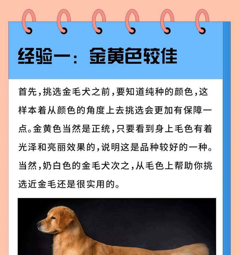 大金毛（探索大金毛家族的独特之处）