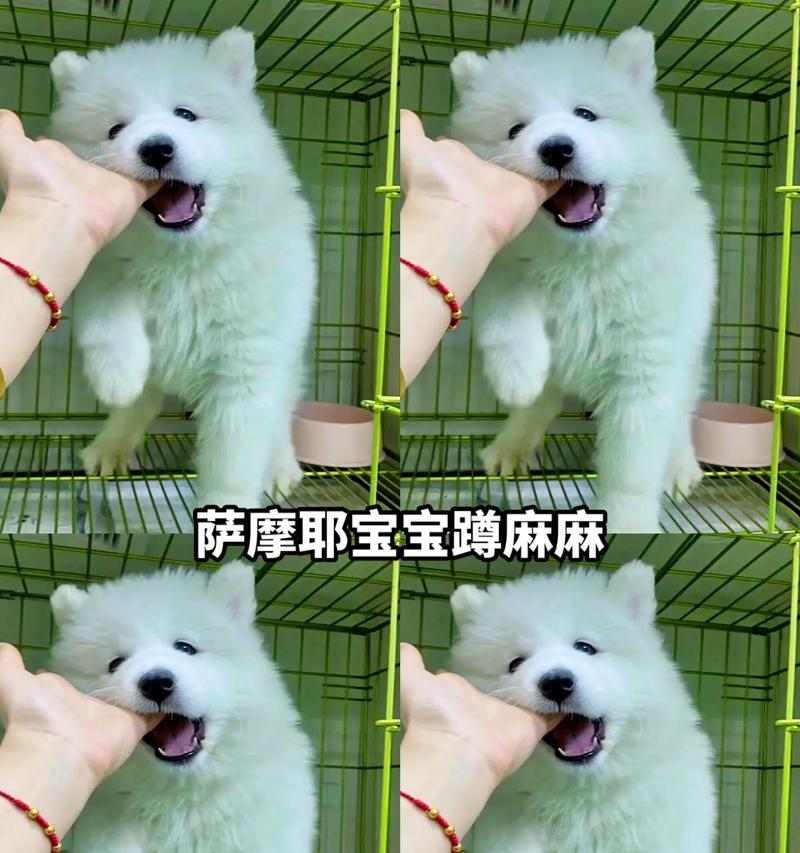 萨摩耶驱虫时间和方法详解（萨摩耶驱虫的最佳时间、常见驱虫药物及使用技巧）