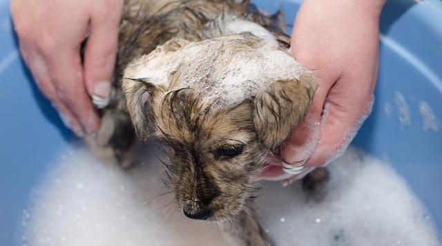 狗不洗澡危害大！影响健康与家庭和谐
