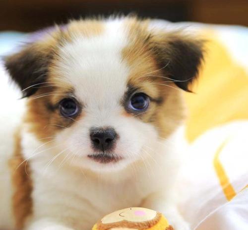 小狗食物营养如何影响毛发颜色？关键元素解析