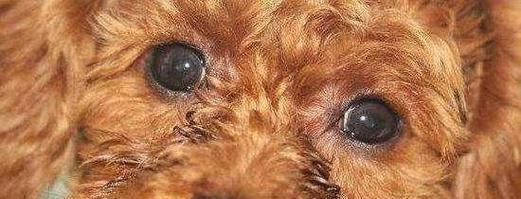 泰迪狗体臭成因及科学解决办法