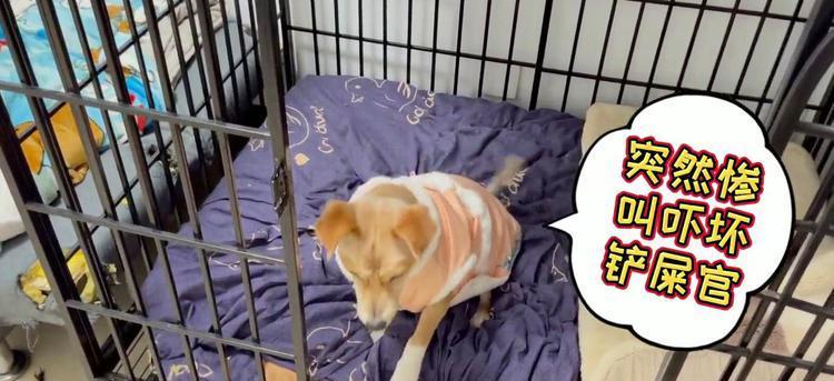 小狗惨叫原因及解决方法