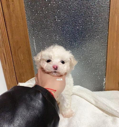 比熊鼻子变黄原因及调理方法