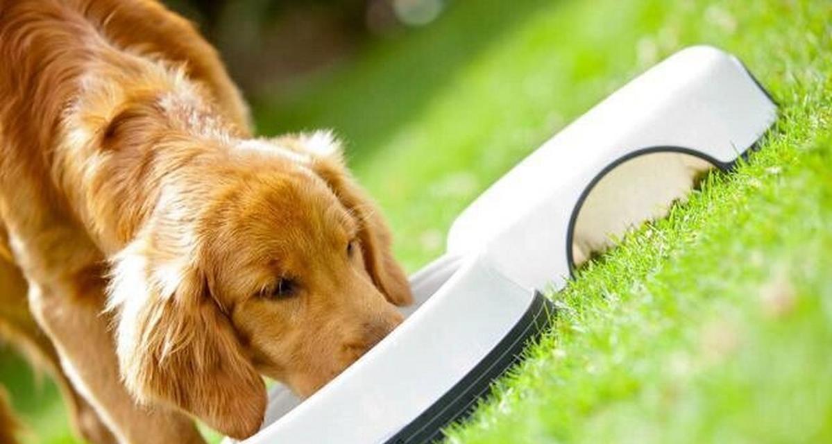 小狗饮食控制技巧：如何科学管理体型