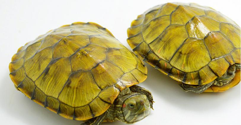 观赏乌龟饮食指南：科学喂养技巧与食物选择