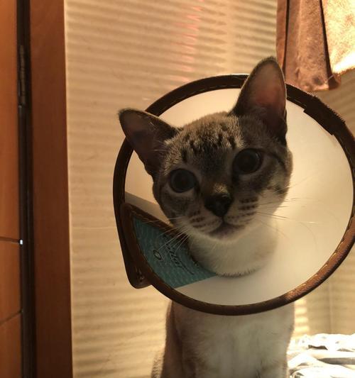 绝育后猫咪饮食指南：科学喂养提升健康