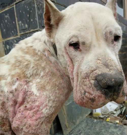 狗脖子发红常见原因及科学治疗方法