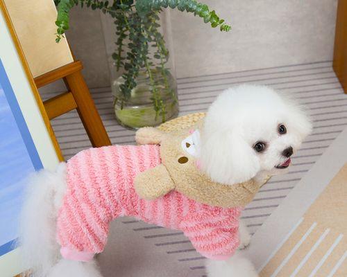 狗狗对颜色的感受：不同色彩传递的情绪与信息