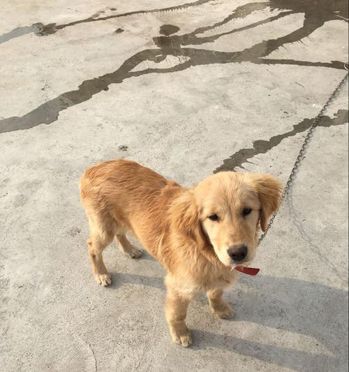 五个月金毛幼犬成长特征