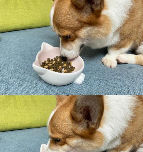 狗狗反胃干呕怎么办？饮食调理与草药治疗方法