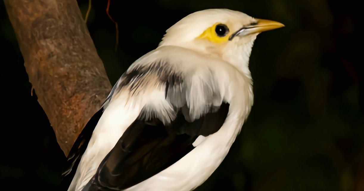 黑八哥繁殖周期与繁殖时间解析