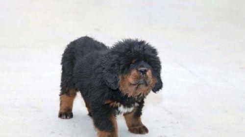 夏季藏獒科学喂养指南：饮食调理技巧