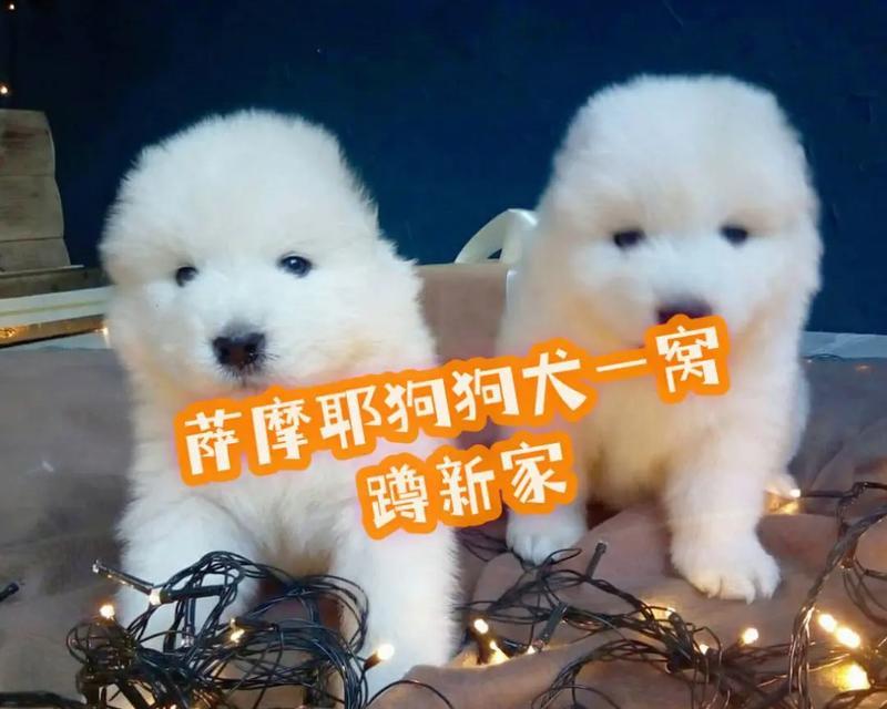 狗狗疫苗重要性及接种指南：全面防护策略