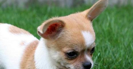 吉娃娃吐白色液体原因及应对方法