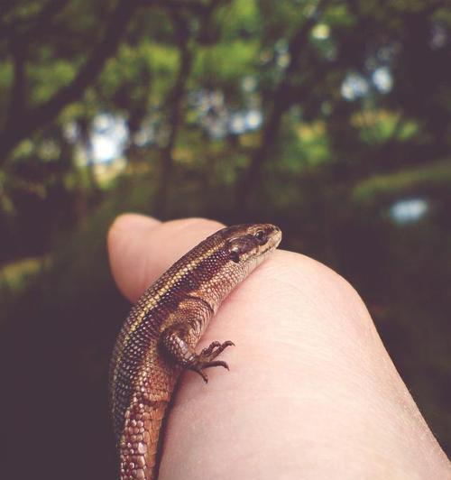 小东方螈蝾的饮食习性与多样化食物选择