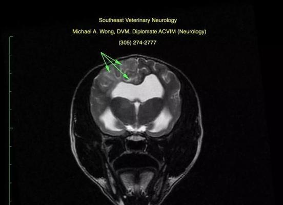 狗狗脑膜炎的症状、原因和治疗方法剖析（了解狗狗脑膜炎的常见表现和预防措施，保护它们的健康）