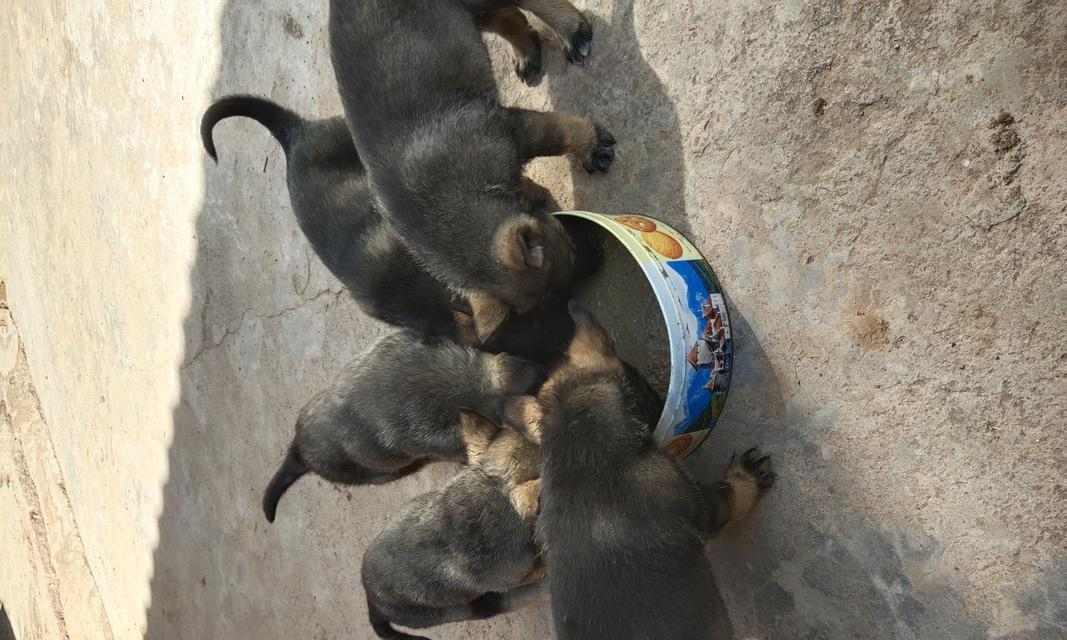 成犬狼青适合吃什么样的狗食？（以成犬狼青为主食的关键营养需求）