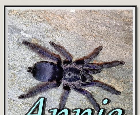 狼蛛养殖技巧与特点详解，轻松掌握饲养方法