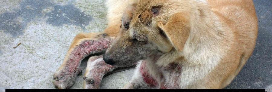 狗狗皮肤发黑原因及护理方法详解