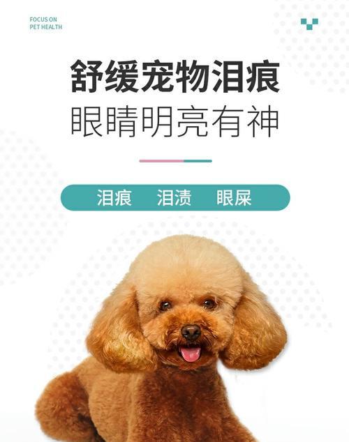 泰迪犬流泪问题应对方案与药物选择