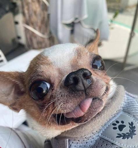 吉娃娃常见疾病及预防措施全面解析