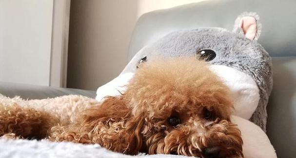 泰迪犬与其他宠物相处行为特点解析