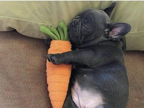 法斗断尾争议解析：健康、伦理与解决方案