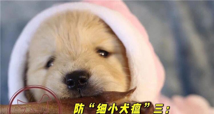 金毛疫苗后注意事项详解 健康养宠指南