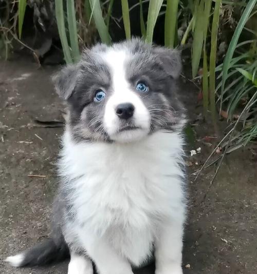 边牧蓝白混血犬种配对全解析