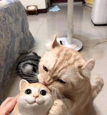 美短禁忌食物清单 猫咪健康饮食指南