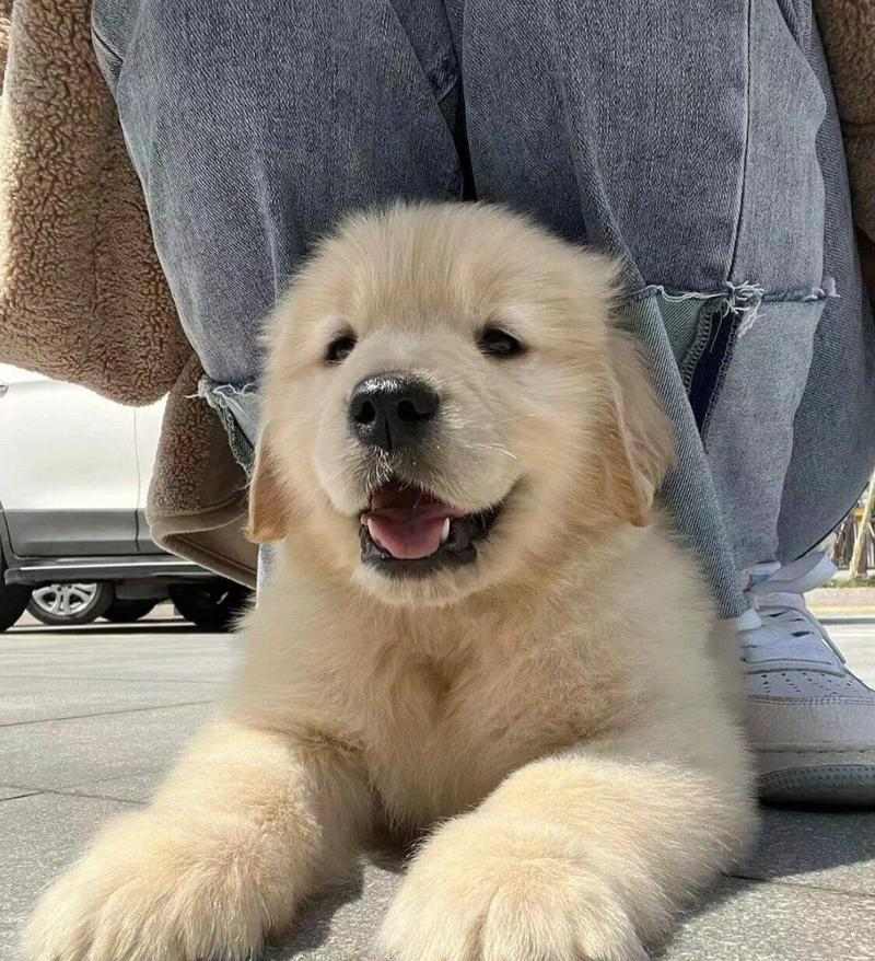 金毛生小狗最佳时间选择及注意事项