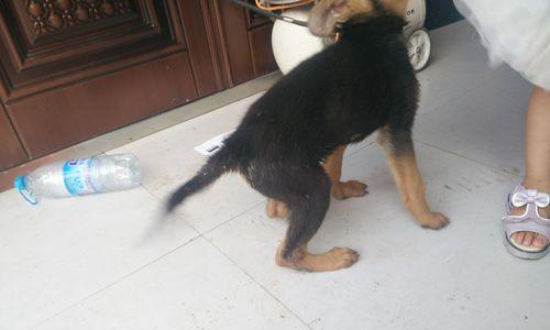 狼狗饮食禁忌清单：健康饲养必备知识