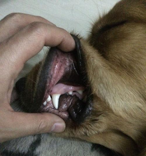 金毛食欲减退呕吐原因及治疗方法解析