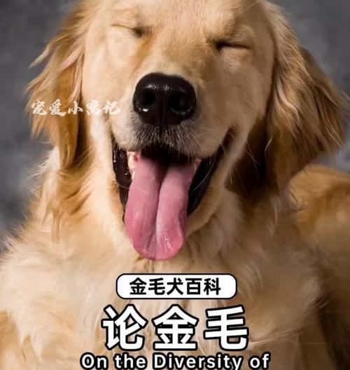 如何辨别纯种金毛犬：关键方法与注意事项