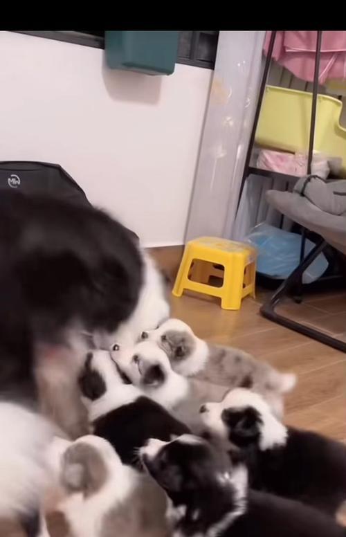 边牧幼犬断奶最佳时机与方法详解