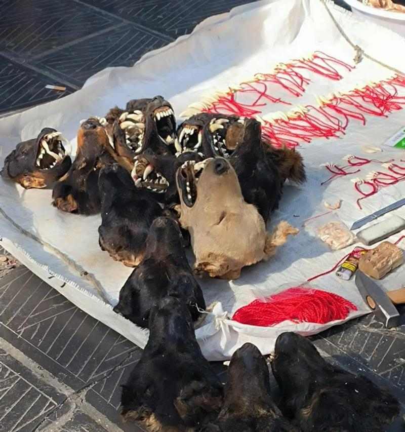 黑色狗辟邪的起源、原理与现代应用