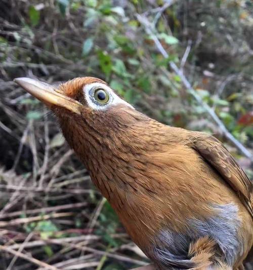 画眉鸟毛色变异：人工繁殖中的遗传与多样性探索