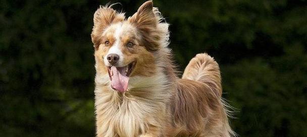 如何选择最适合你的宠物狗狗？分类型解析