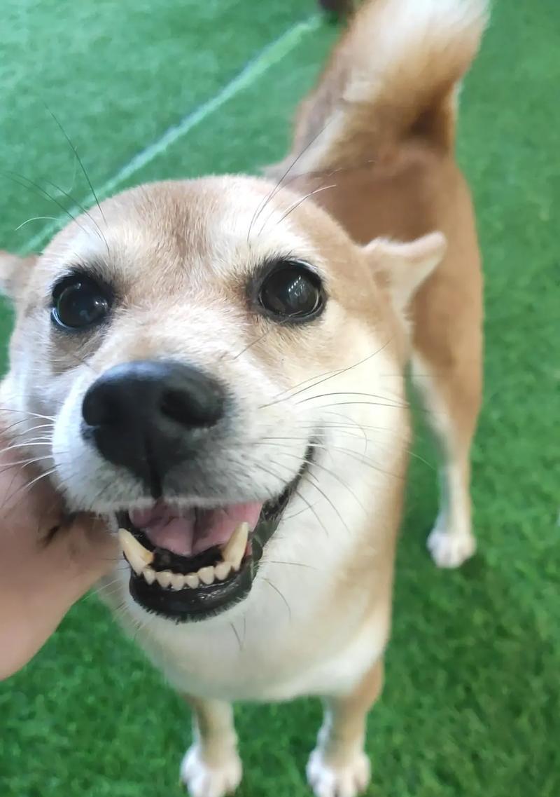 最乖又很小的狗狗品种（探索哪些狗狗既聪明乖巧又体型小巧可爱）