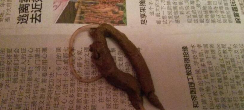 小泰迪肚子里竟然有虫子？为什么会这样？（揭秘小泰迪肚子里虫子滋生的原因及防治方法）