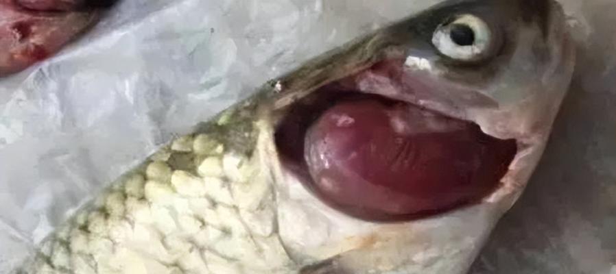 鱼类疾病（鱼类生病的常见症状及应对策略）