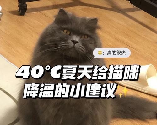猫咪的排汗方式及其重要性（揭秘猫咪排汗的奥秘，了解猫咪健康的秘诀）