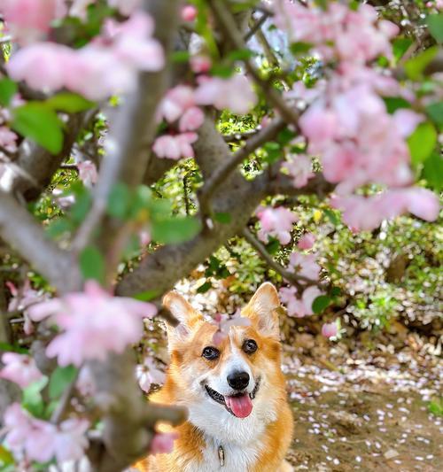 选择适合你的狗的出生时间（以狗的出生时间为基准，找到最适合你的宠物伴侣）