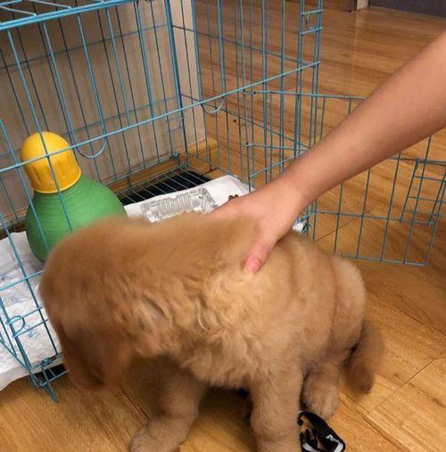 探究金毛尿为什么是白色（解密金毛尿液的成分和特点）