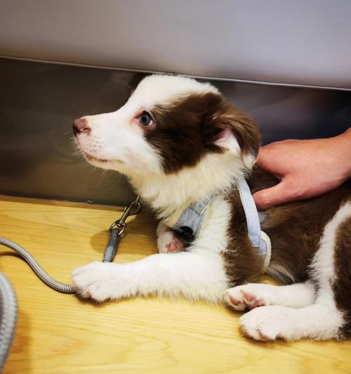 边牧发烧了吃什么药？（治疗边牧发烧的有效药物及注意事项）