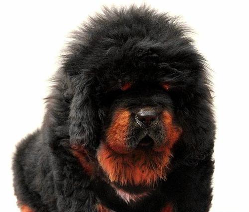 藏獒的生育时间及特点（探秘藏獒的繁殖习性与最佳生育时间）